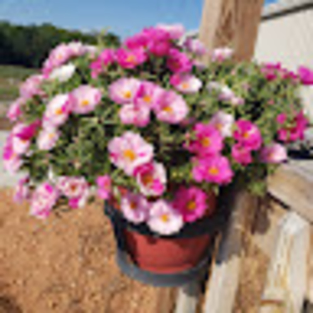 Meet your Posher, Mee